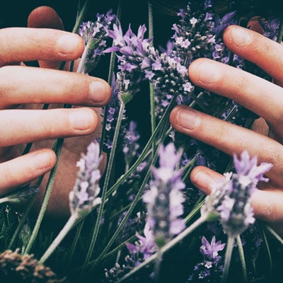 Lavendar in hands 400x400 Lavendar in hands 400x400