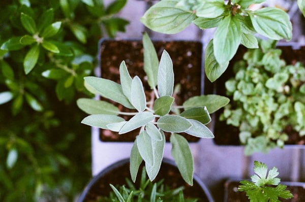 Plants in pots 600 Plants in pots 600