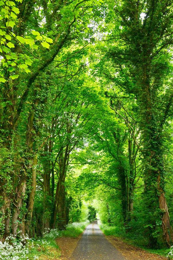 Tree lined road 600 Tree lined road 600