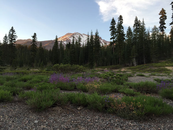 Mt Shasta
