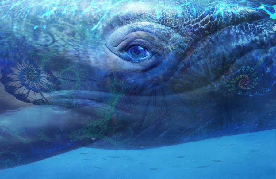 Seeing through the Eyes of a Whale - A Teaching kerrykeegan.com