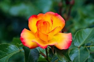 redtip rose